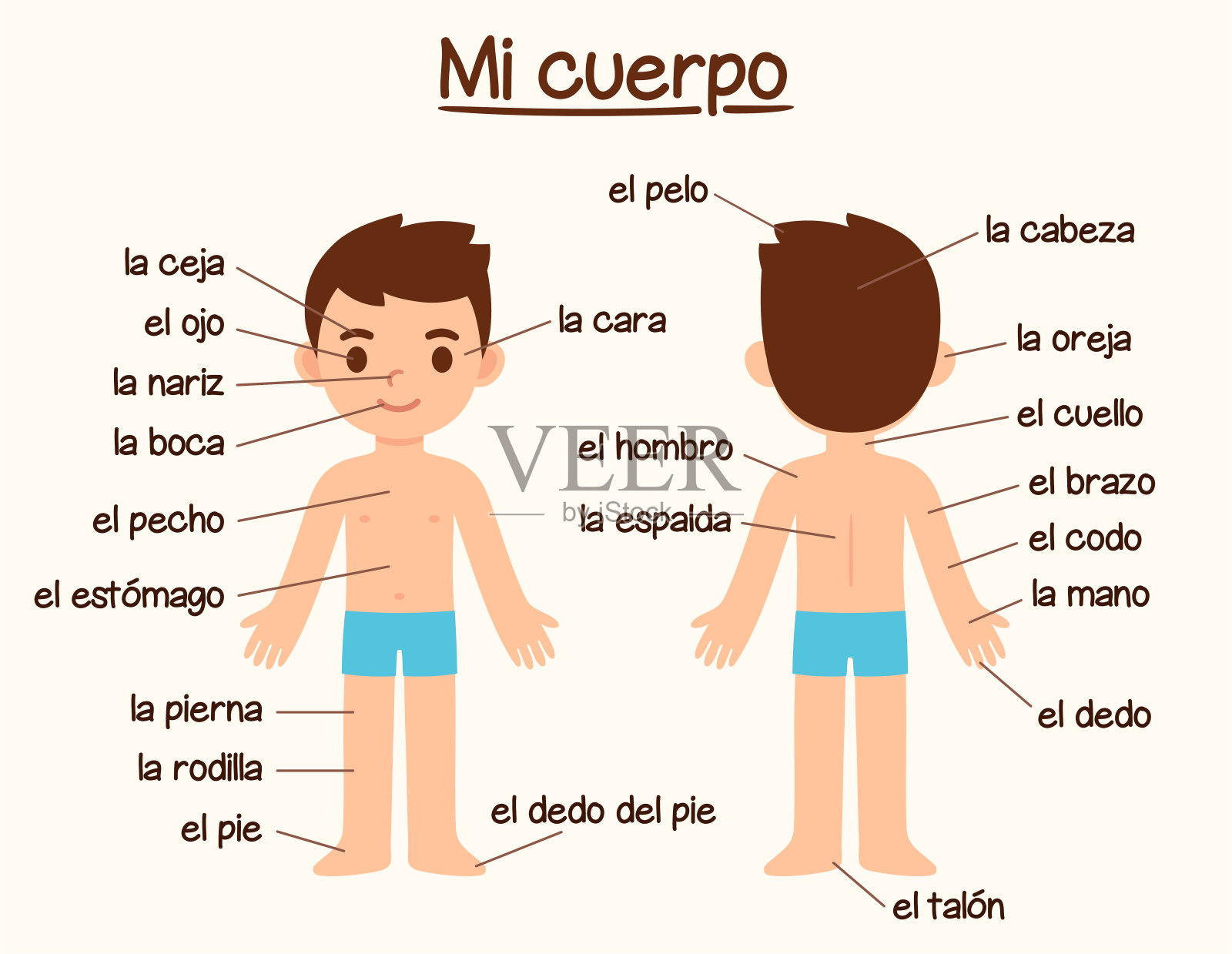西班牙语中的身体部位插画图片素材