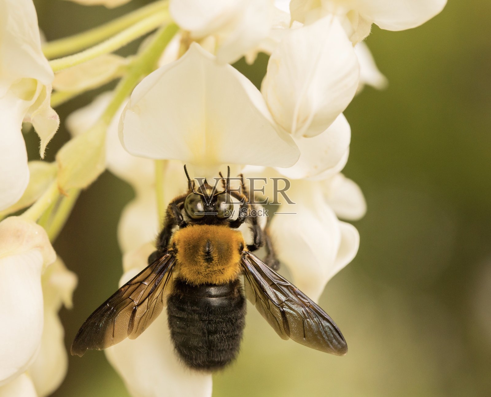 一只大黄蜂正在吃花的特写照片摄影图片