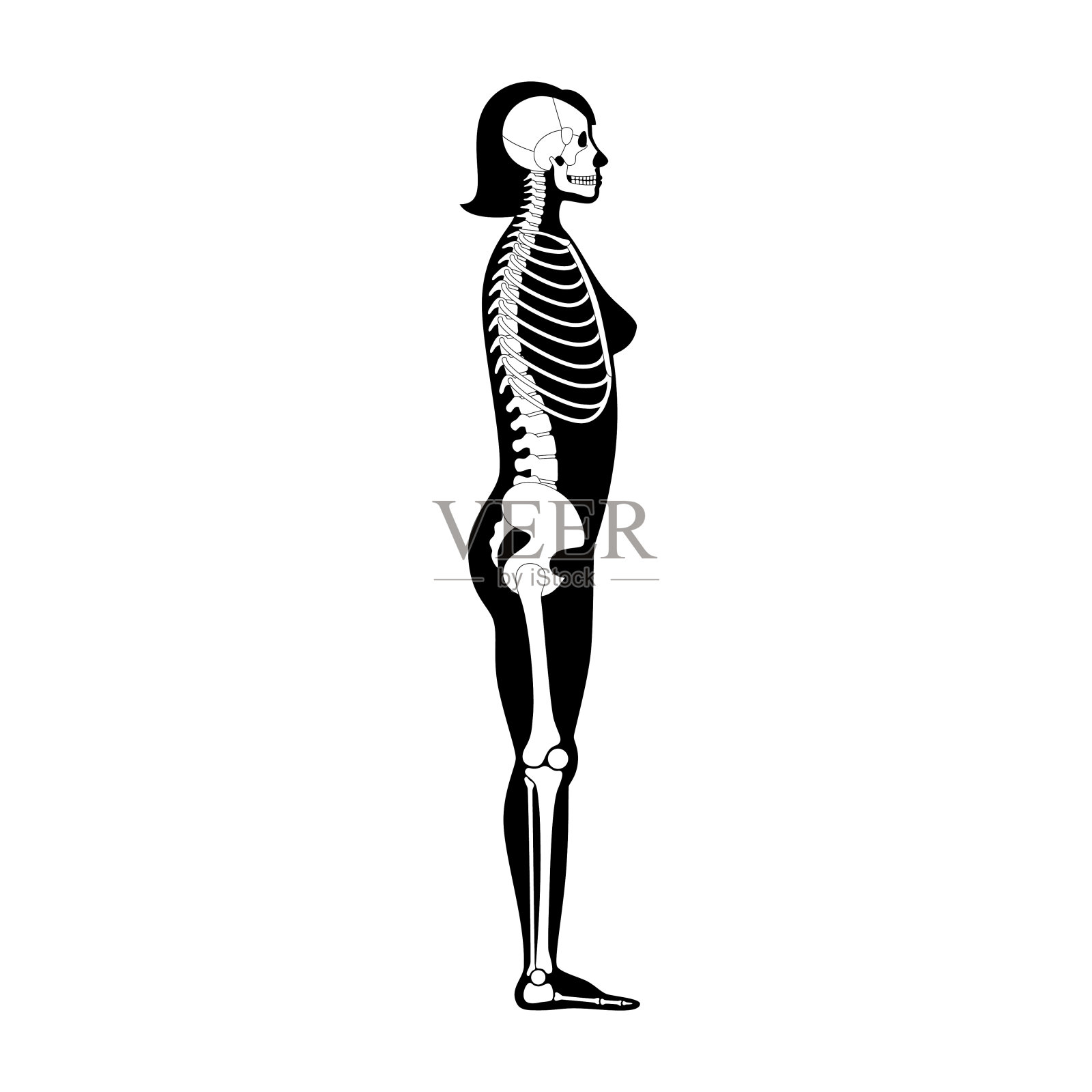 女性骨骼解剖设计元素图片