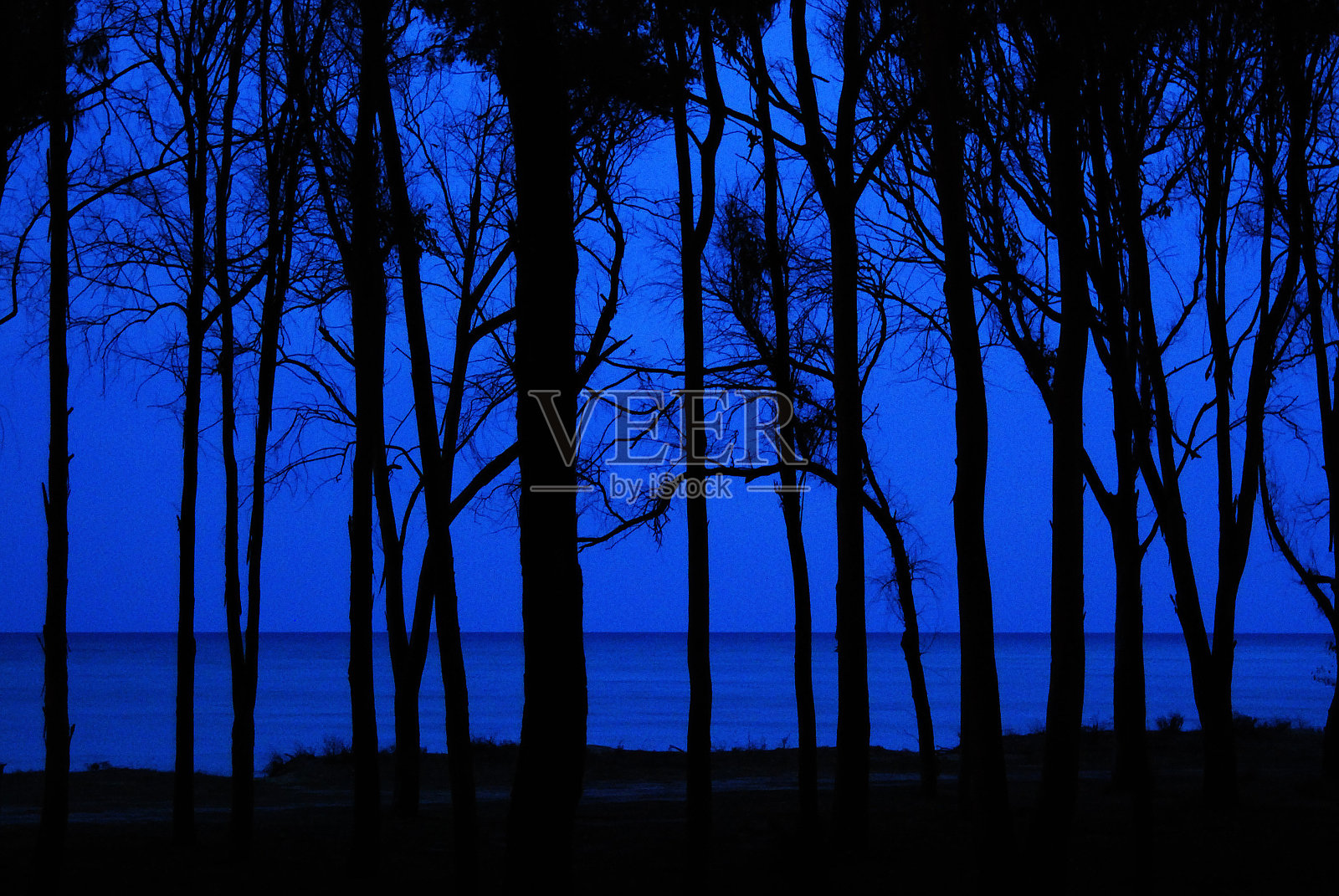 夜间沿海岸树木的剪影照片摄影图片