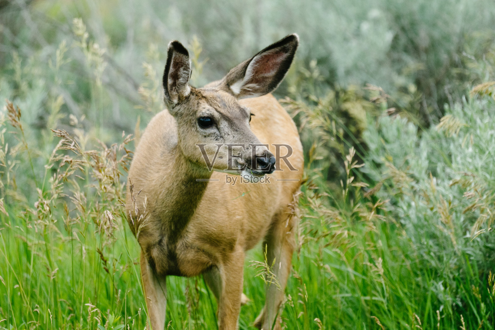 一头站在草地上的骡子鹿的裁剪肖像照片摄影图片