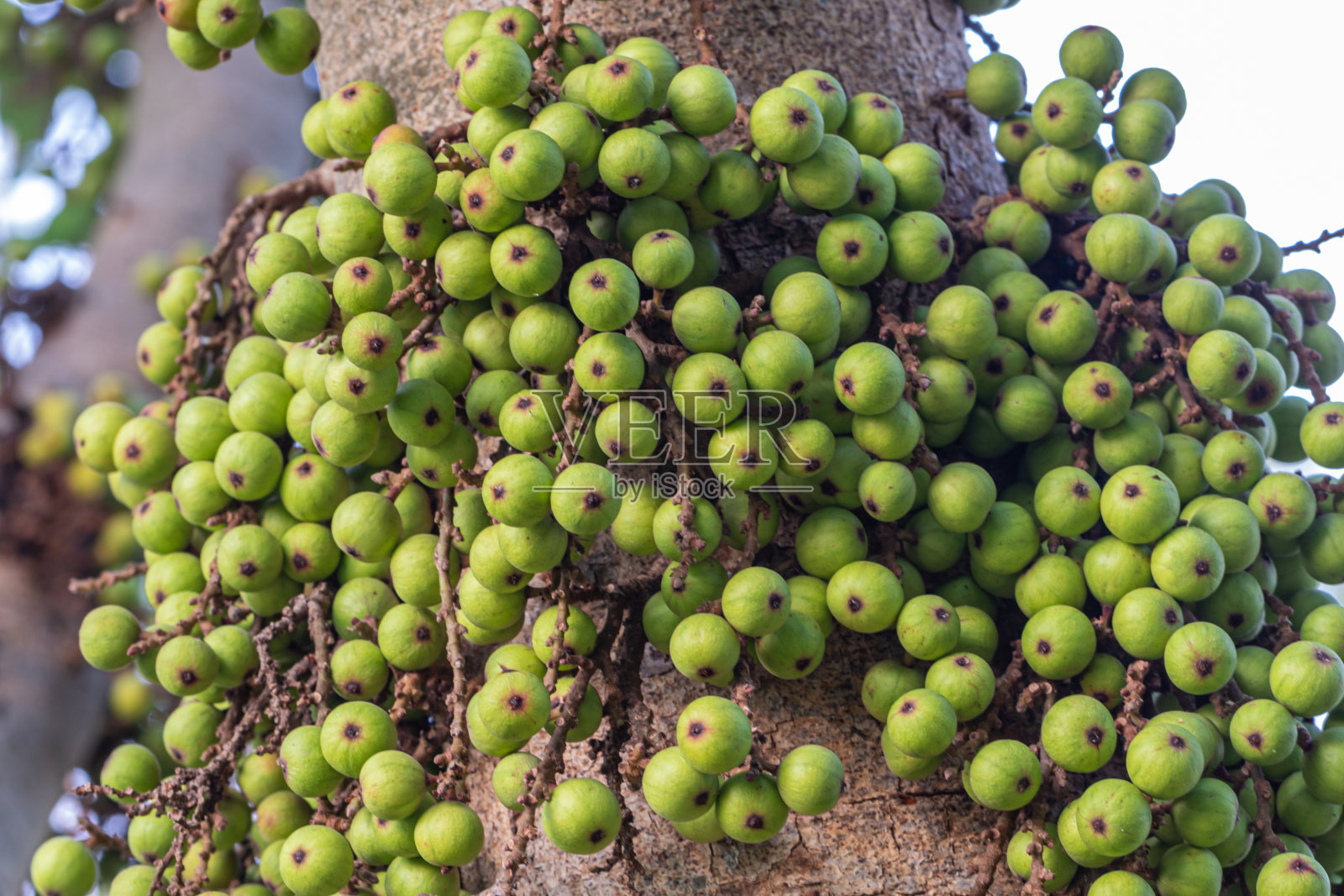总状榕树的果实。无花果果实的共同名称，无花果树，印度无花果树或葡萄。照片摄影图片