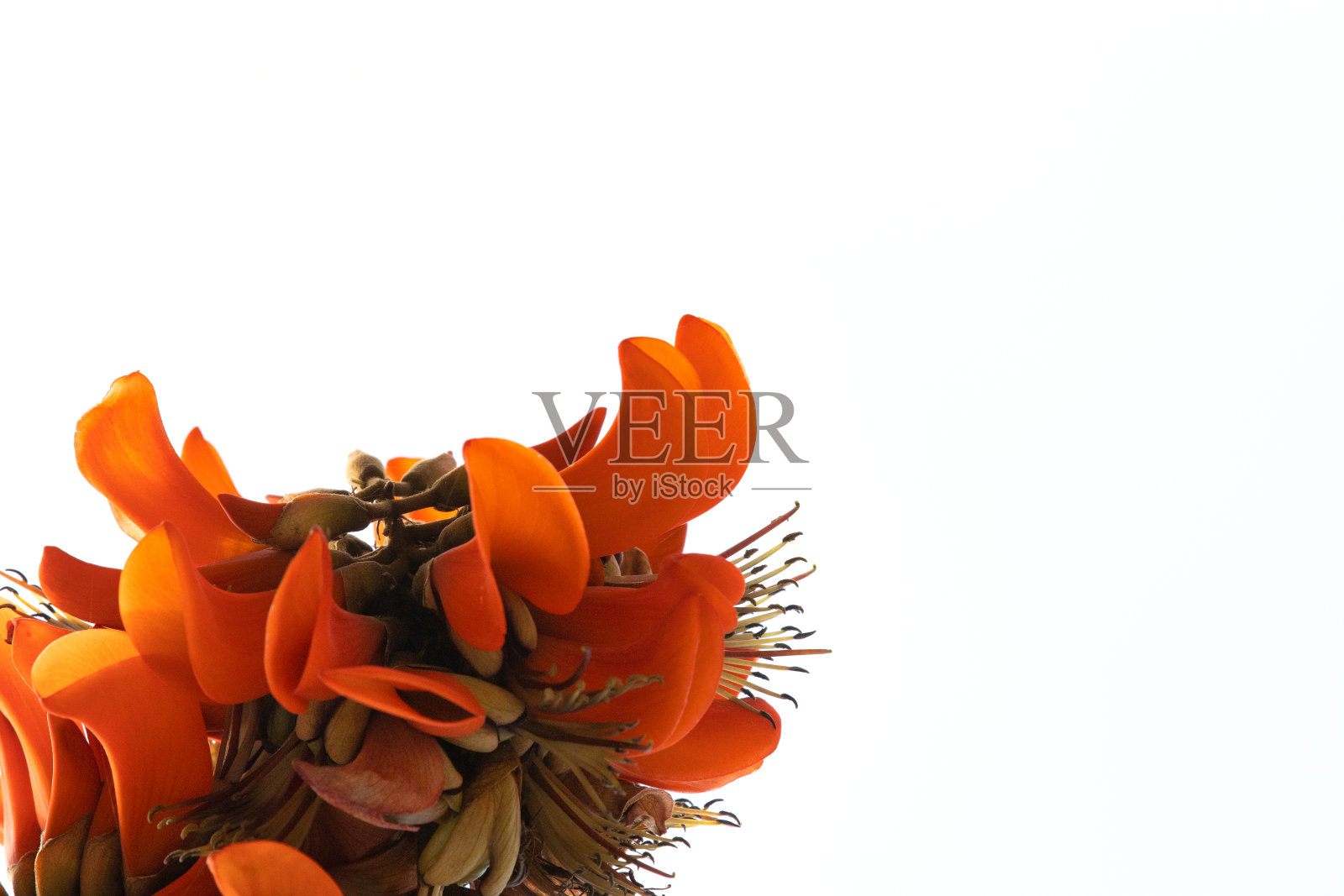 橙色花，白色背景上橙色花，带空白。照片摄影图片