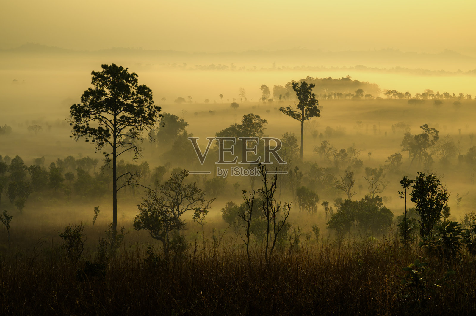 Thung Salaeng Luang是泰国的大草原。泰国碧霞邦的Thung Salaeng Luang国家公园，清晨有雾的日出。美丽的景观，雾蒙蒙的日出在草原草原。照片摄影图片
