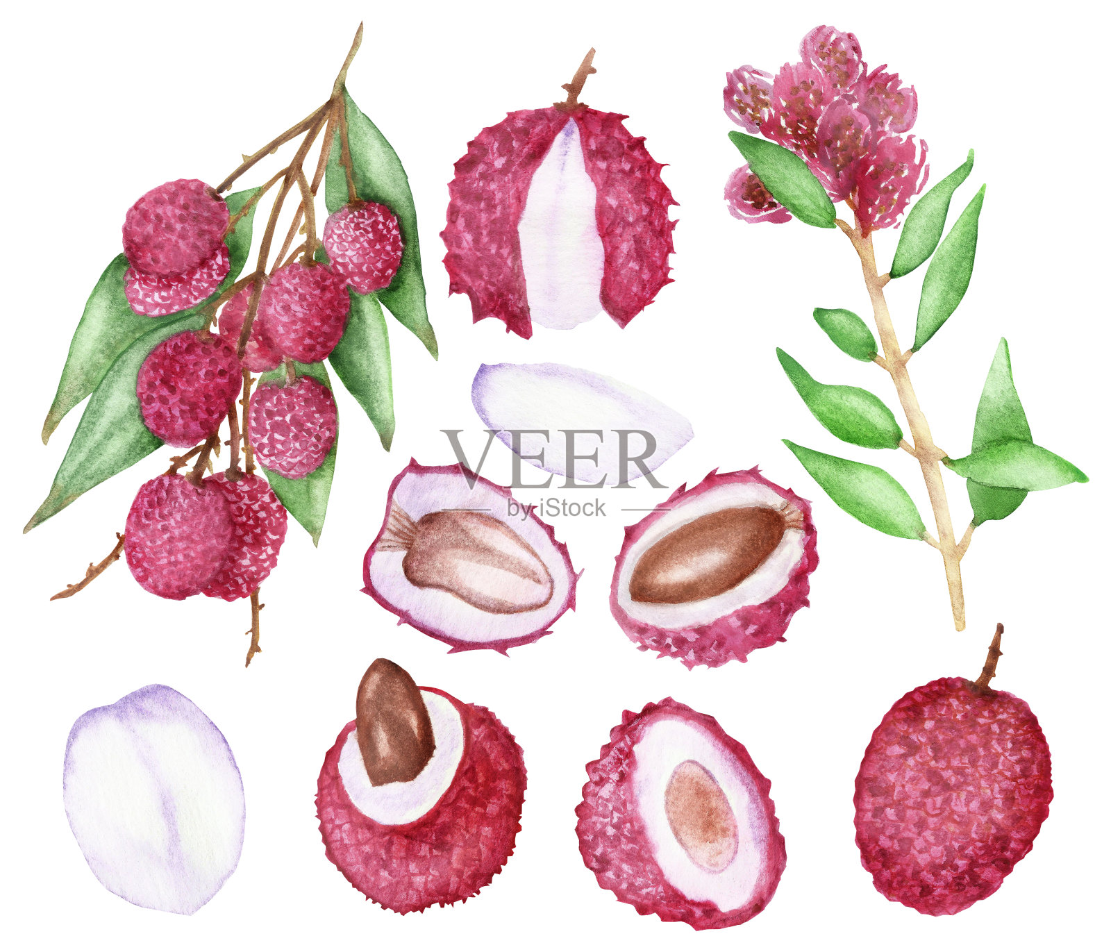 水彩手绘自然热带外来植物与粉红色的荔枝果实，肉，骨和树枝与绿叶收集孤立在白色的背景上设计插画图片素材