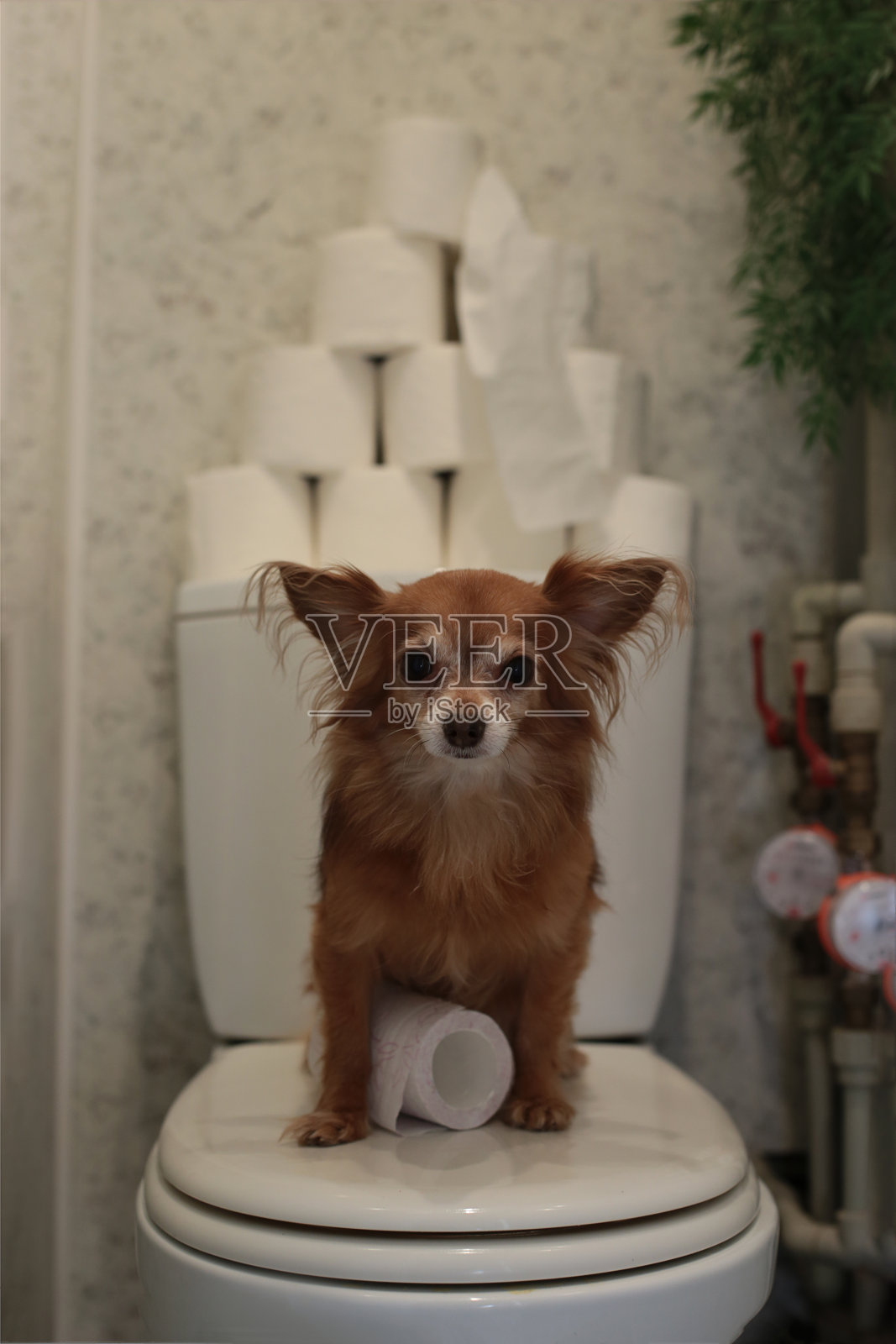 有趣的红色吉娃娃狗坐在马桶上看守厕纸供应照片摄影图片