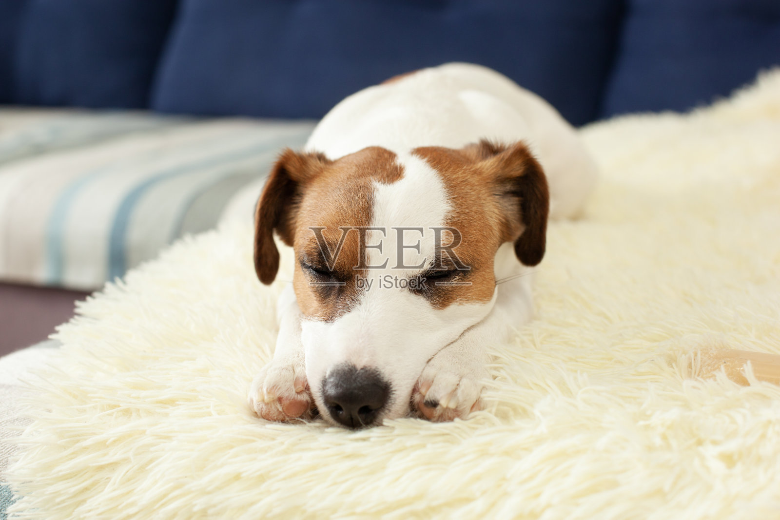 可爱的杰克罗素狗躺在床上在阳光明媚的一天毯子。宠物护理。肖像狗累睡在沙发上。感到疲倦或无聊。宠物的家。早....宠物悲伤地坐在沙发上。抑郁症照片摄影图片