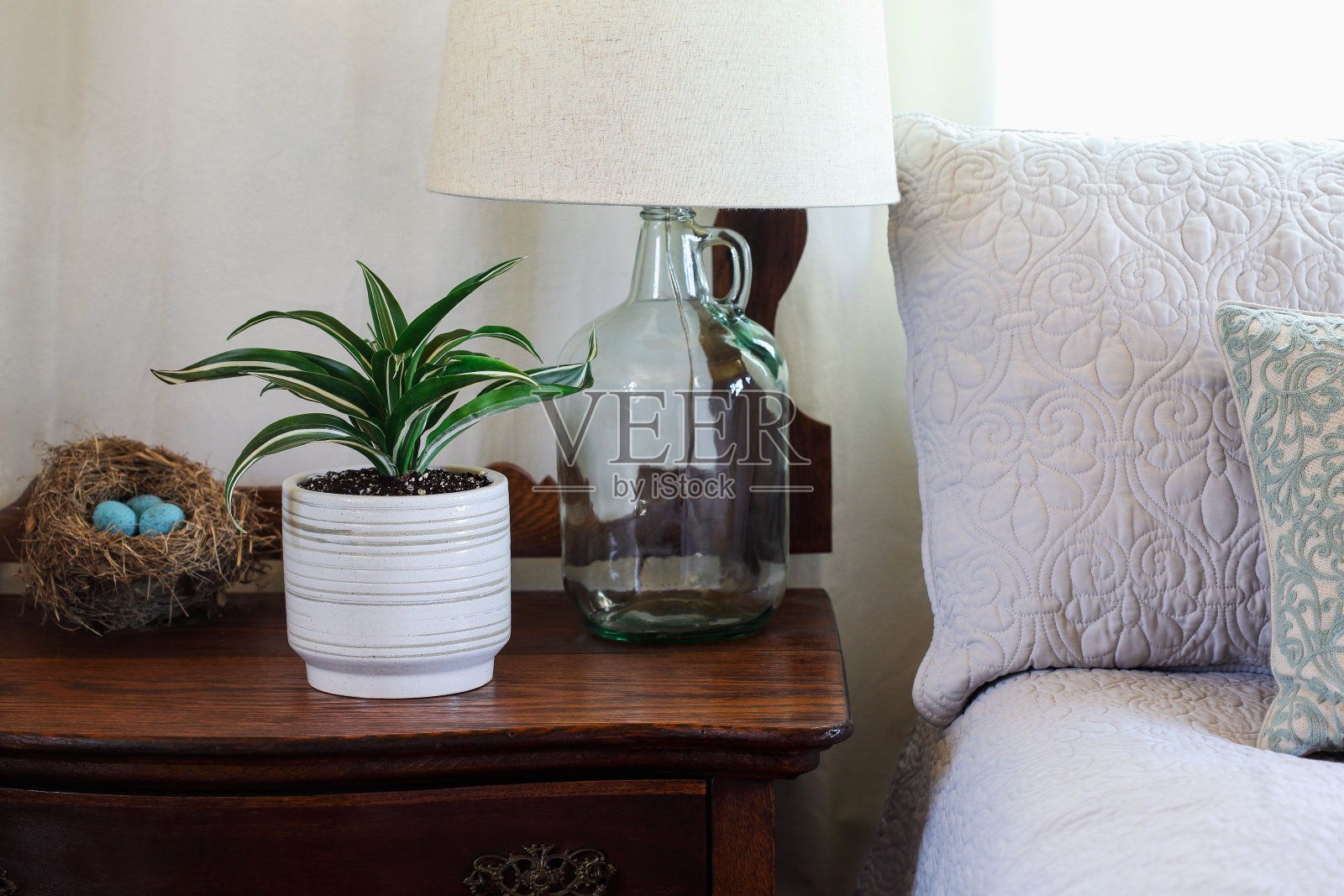 室内植物，白色宝石龙齿龙，坐在茶几上照片摄影图片