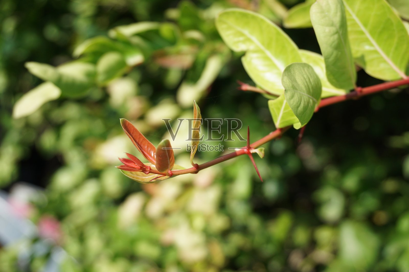绿色锦鲤枝桠树在花园里照片摄影图片
