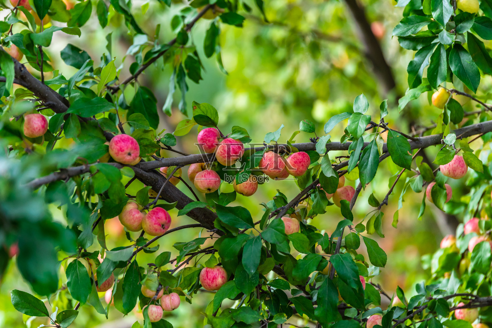 苹果树枝上的红苹果照片摄影图片