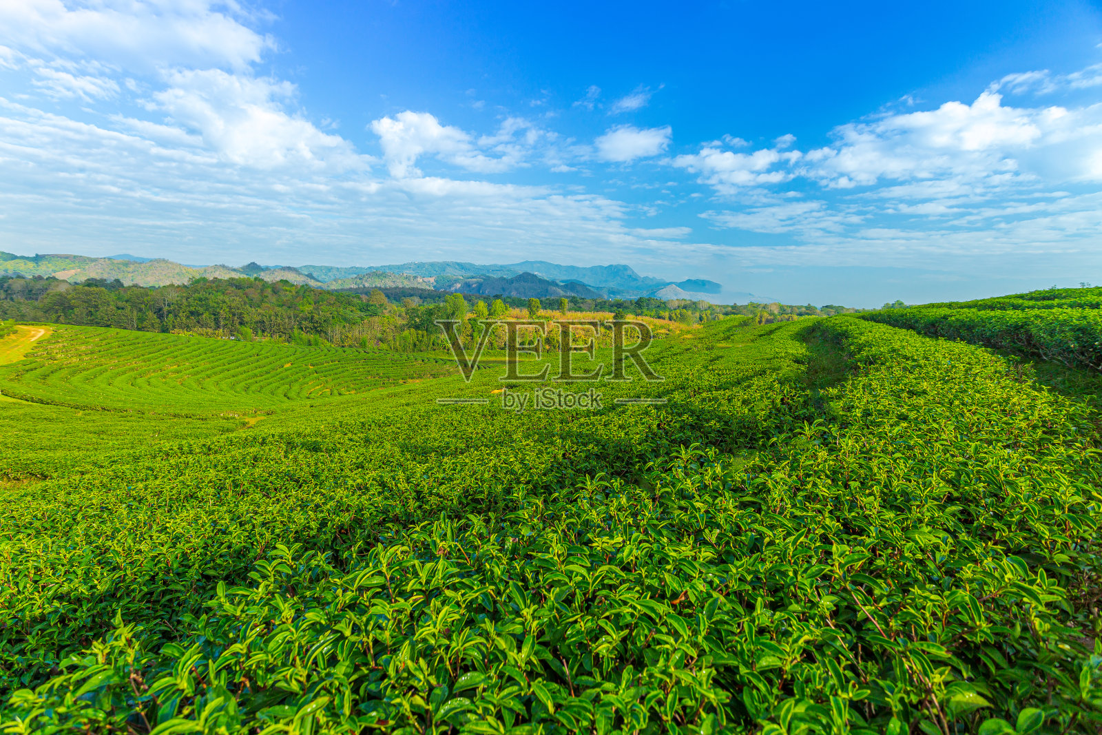 蓝天背景下的绿茶农场照片摄影图片