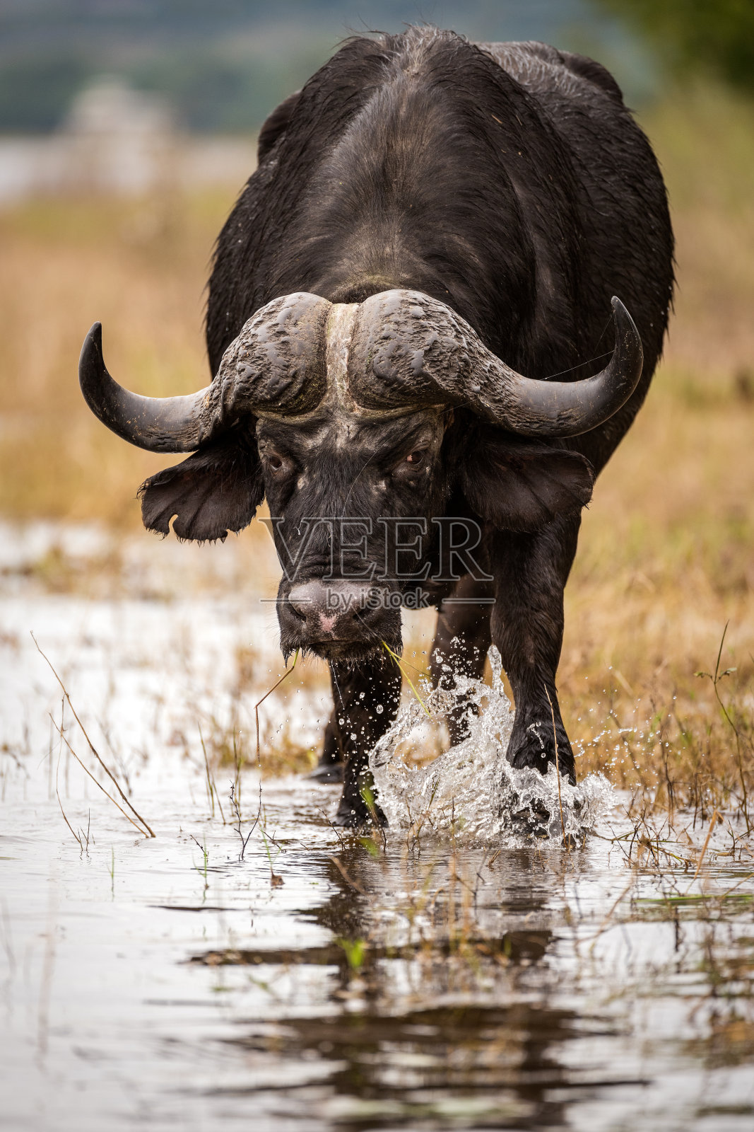 这是一只雄性南非水牛在水中的近距离垂直肖像照片摄影图片