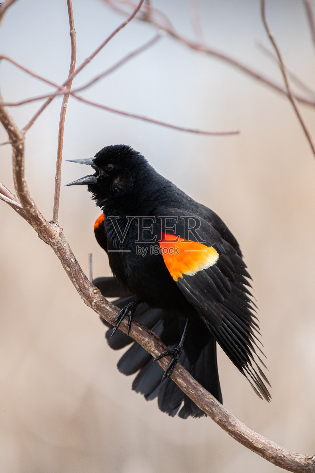 红翼黑鸟照片摄影图片