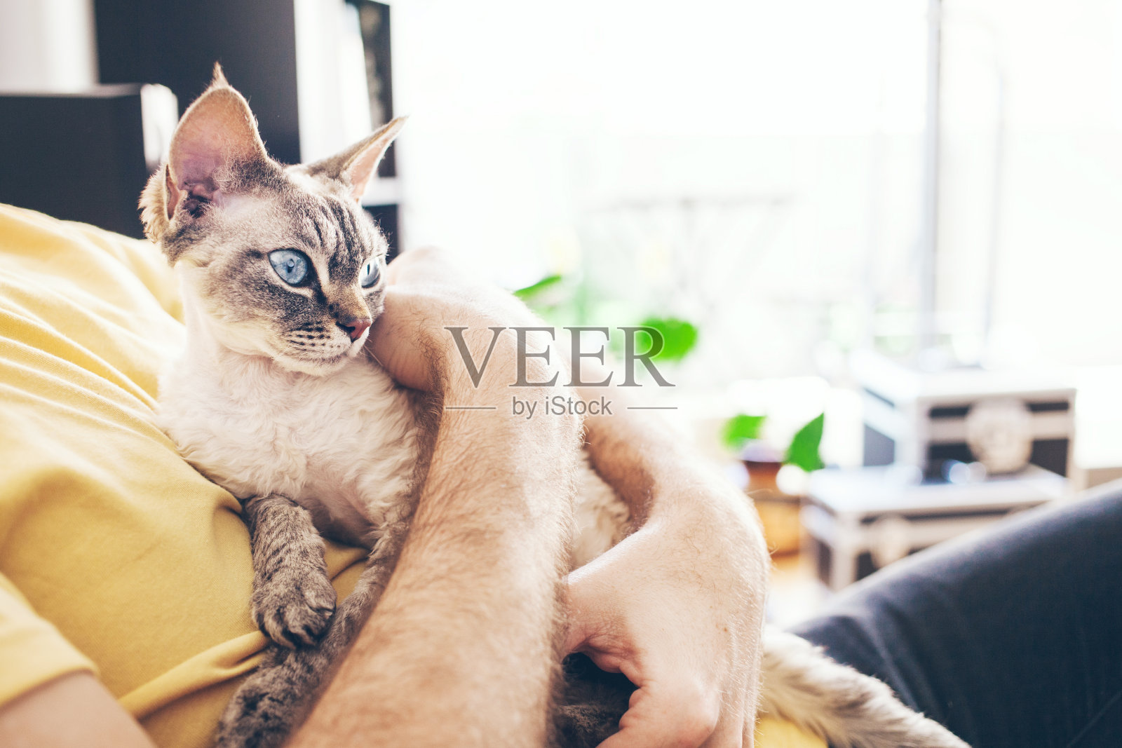 英俊的年轻人是拥抱和拥抱他的可爱的彩色点德文雷克斯猫。国内宠物的概念。照片摄影图片
