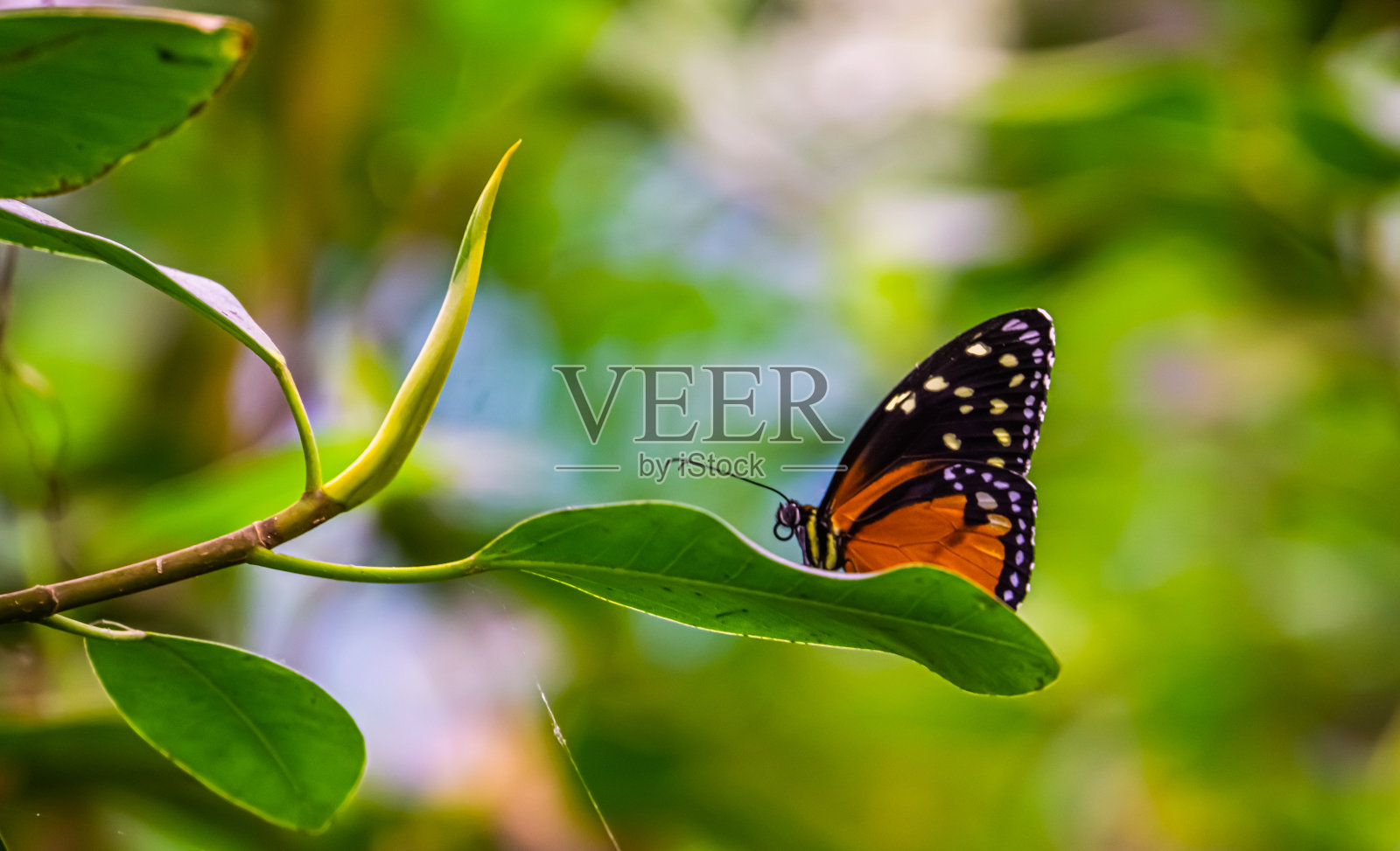 来自墨西哥和秘鲁的热带昆虫物种，在绿叶上的虎翼蝴蝶的微距特写照片摄影图片