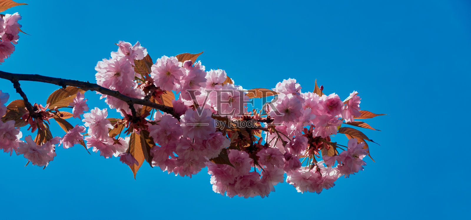 一棵有粉红色花朵的樱桃树的树枝，水平排列照片摄影图片