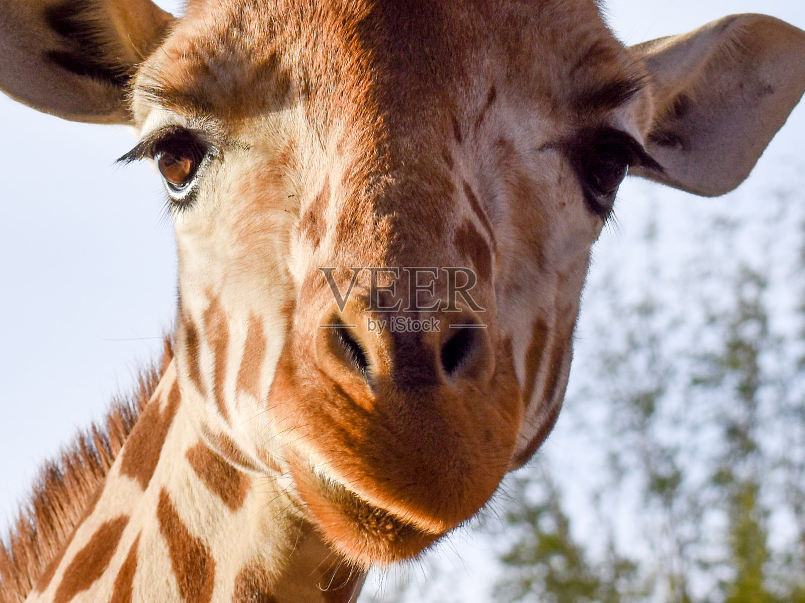 有趣的近距离长颈鹿在Safari微笑照片摄影图片