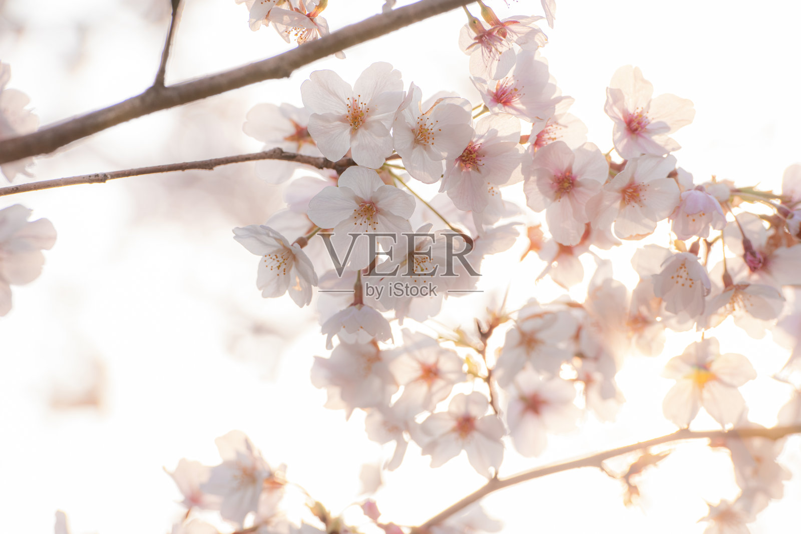 樱花盛开，朝日特写照片摄影图片
