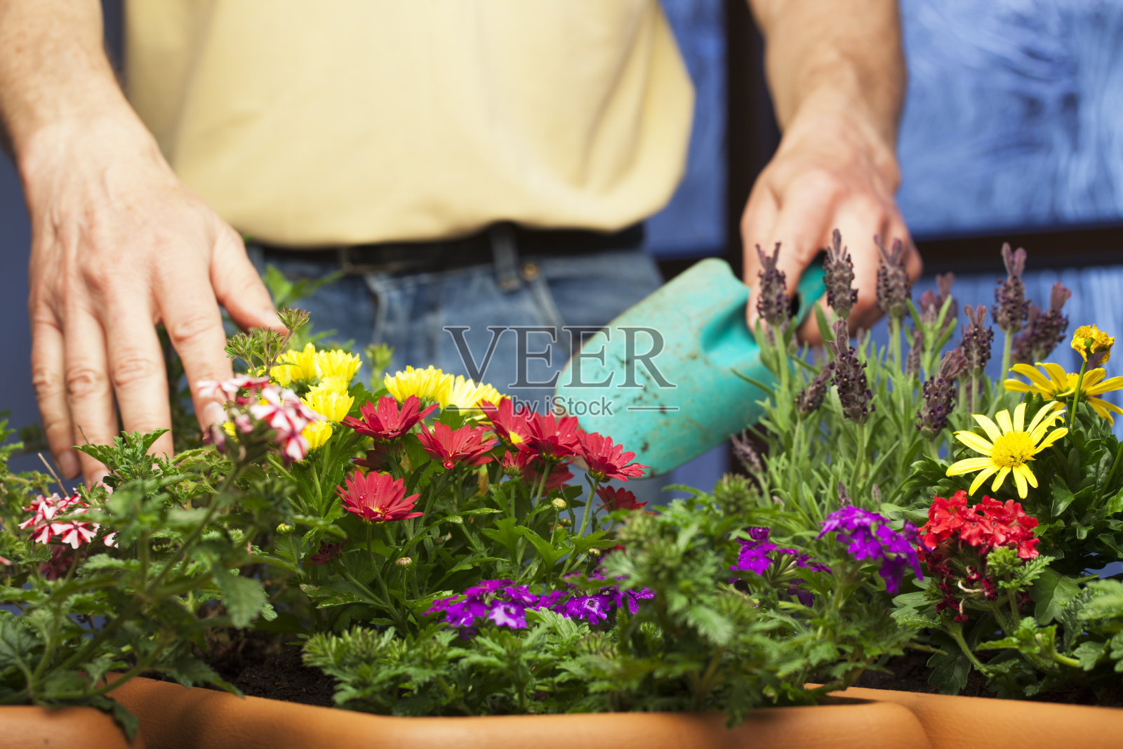 园丁在温室的花盆中与花一起工作-聚焦在前景中的花照片摄影图片