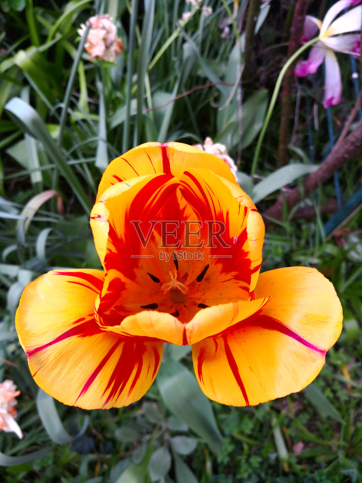 明亮的斑马郁金香(黄色带有红色条纹和鲜红色的心)，两个花瓣稍微向下倾斜，形成三角形的形状照片摄影图片