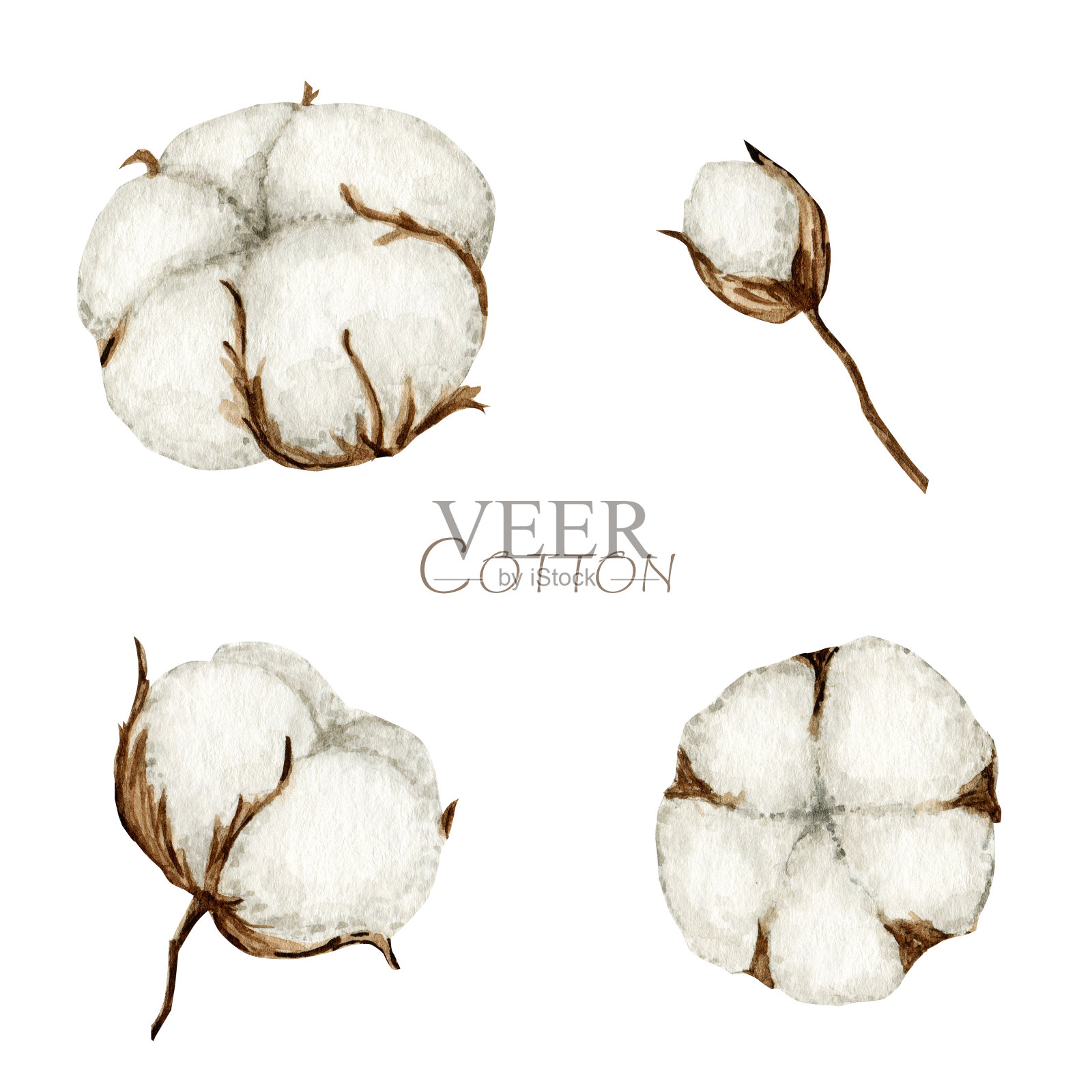水彩棉花花枝集。植物手绘生态产品插图。棉花花蕾球在复古风格孤立在白色的背景。植物球自然图标插画图片素材