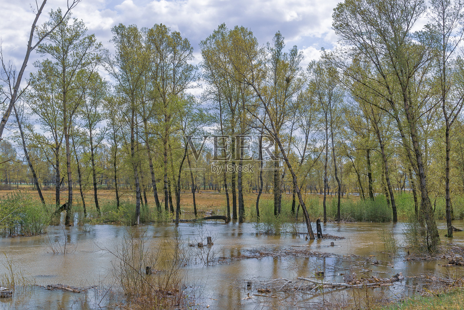 春天的洪水。河水泛滥，压倒了树木照片摄影图片