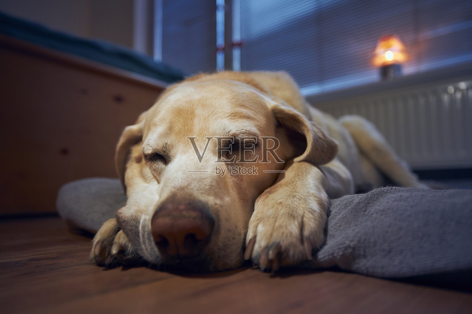 狗在家里睡觉照片摄影图片