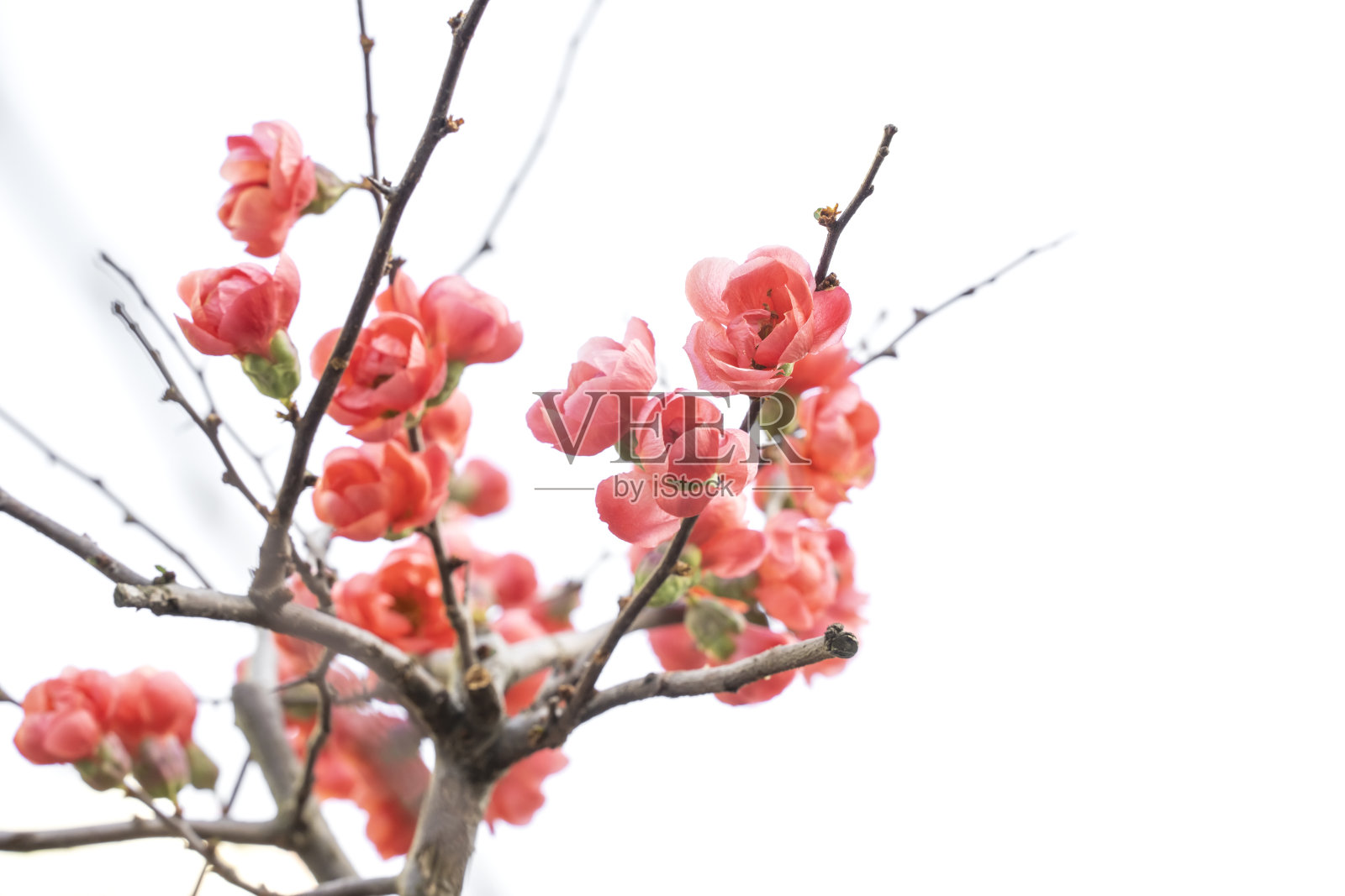 春天，鲜红的海棠在花园里绽放照片摄影图片