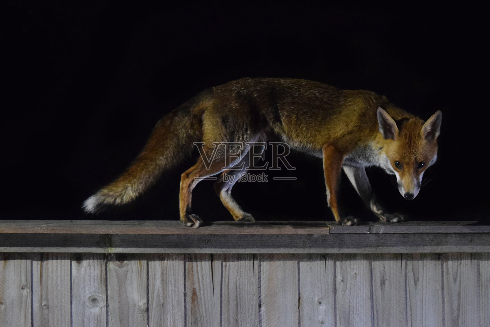 赤狐之夜照片摄影图片