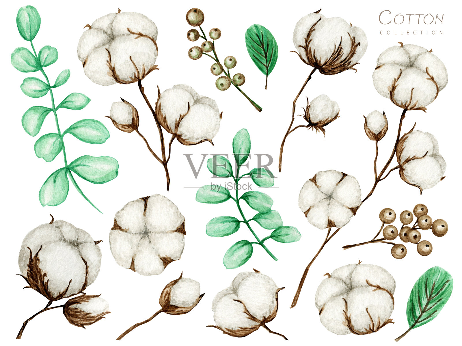 水彩棉花花枝集。植物手绘生态产品插图。棉花花蕾球在复古风格孤立在白色的背景。绿叶，植物球自然图标插画图片素材