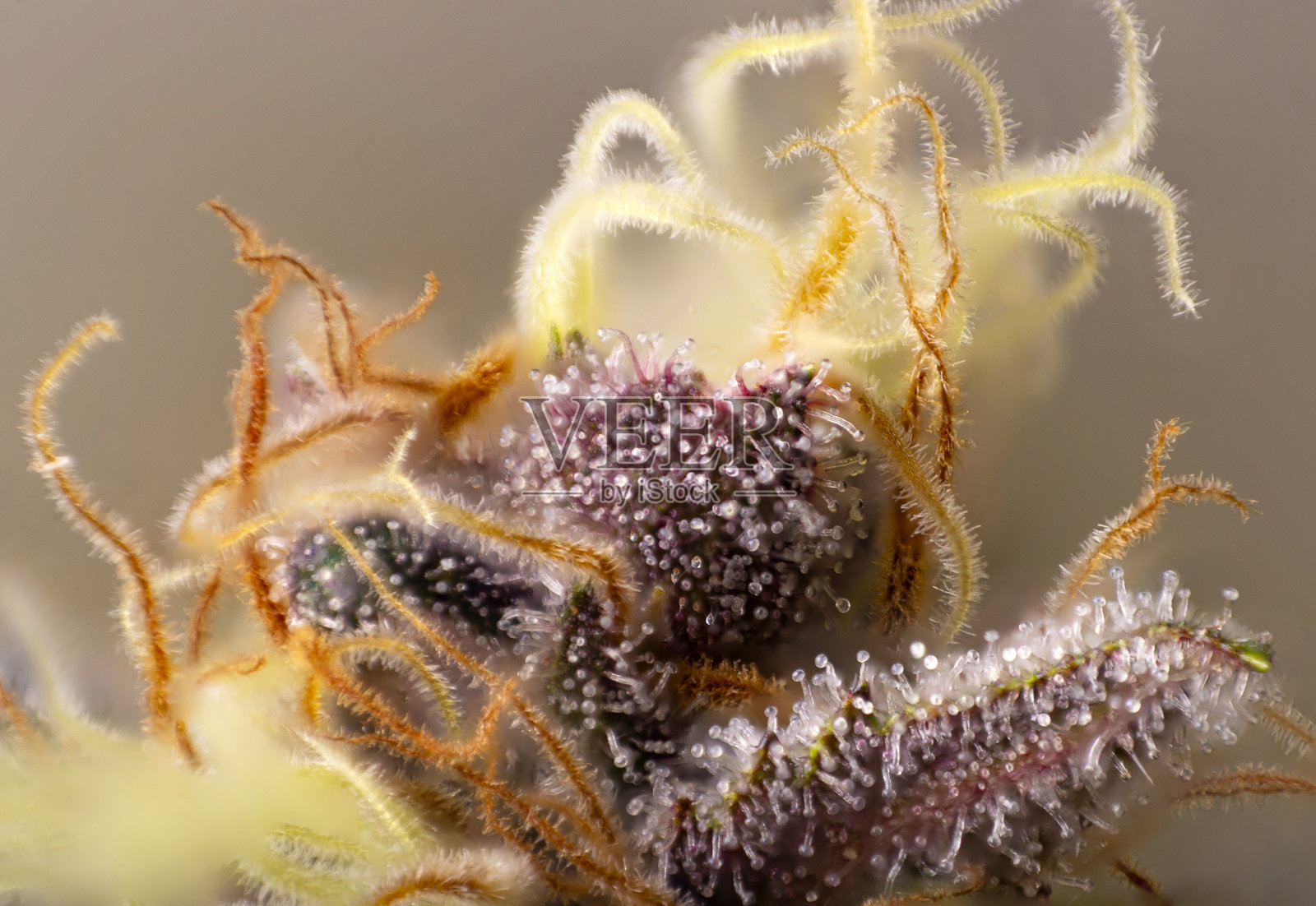 大麻花丛的宏观细节(紫色皇后株)照片摄影图片