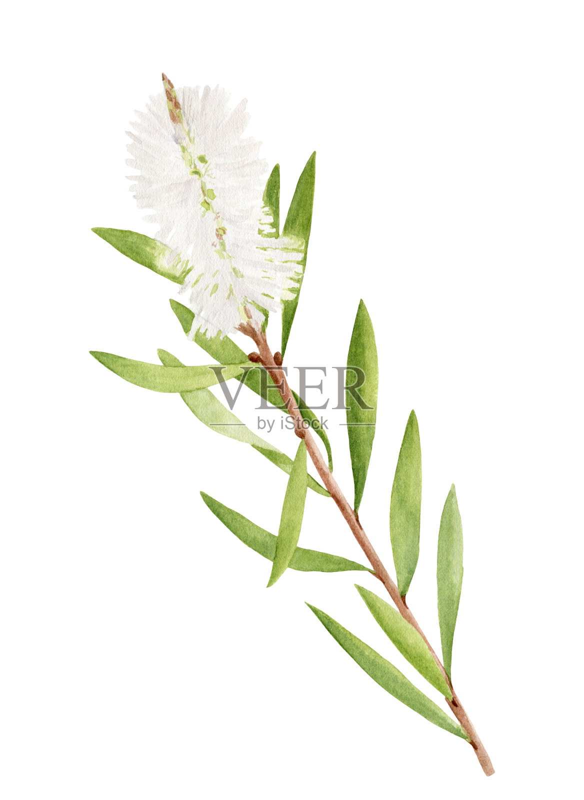 水彩茶树枝与叶和花。互生千层植物手绘图。在白色背景上分离的绿色药用植物，用于化妆品，包装，精油。插画图片素材