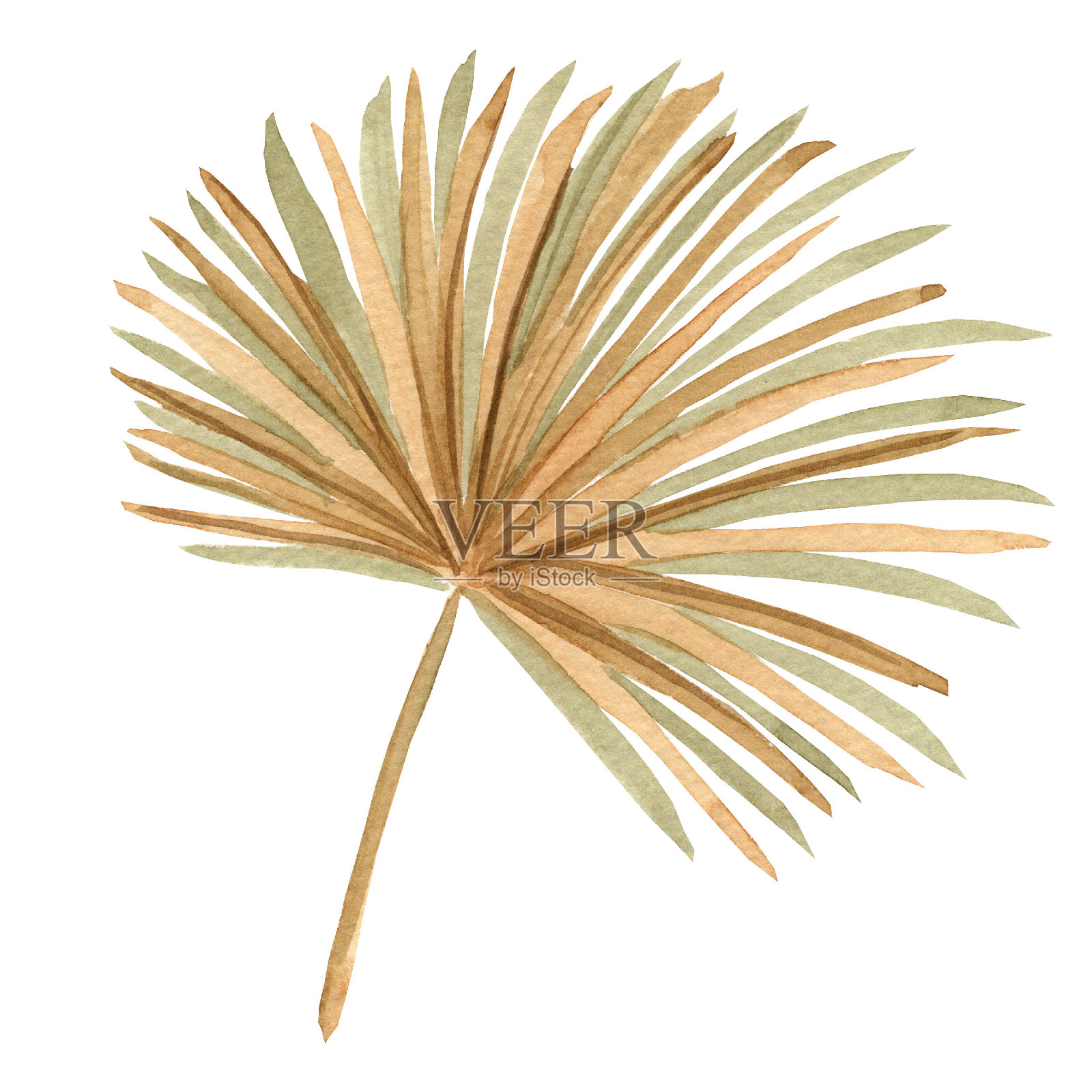 干燥的棕榈叶。波西米亚水彩手绘插图。设计元素图片