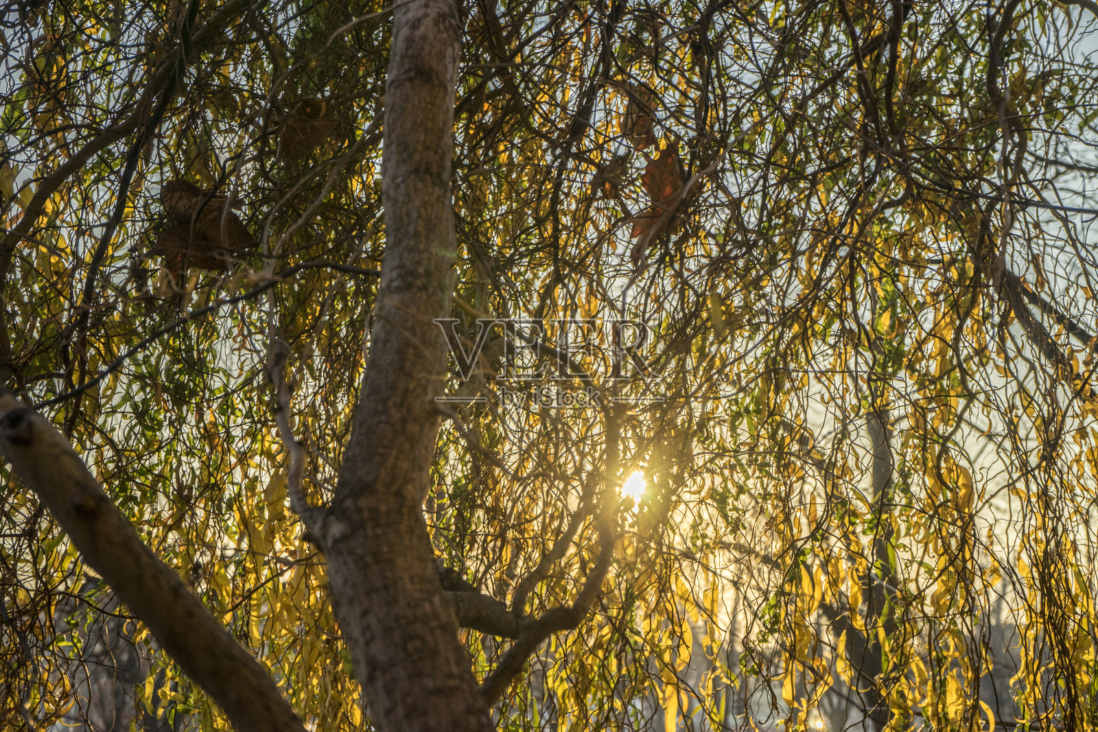 剪影柳叶树，阳光照片摄影图片