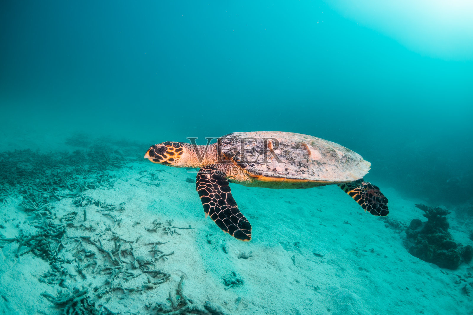 玳瑁海龟在五颜六色的珊瑚礁中游泳照片摄影图片