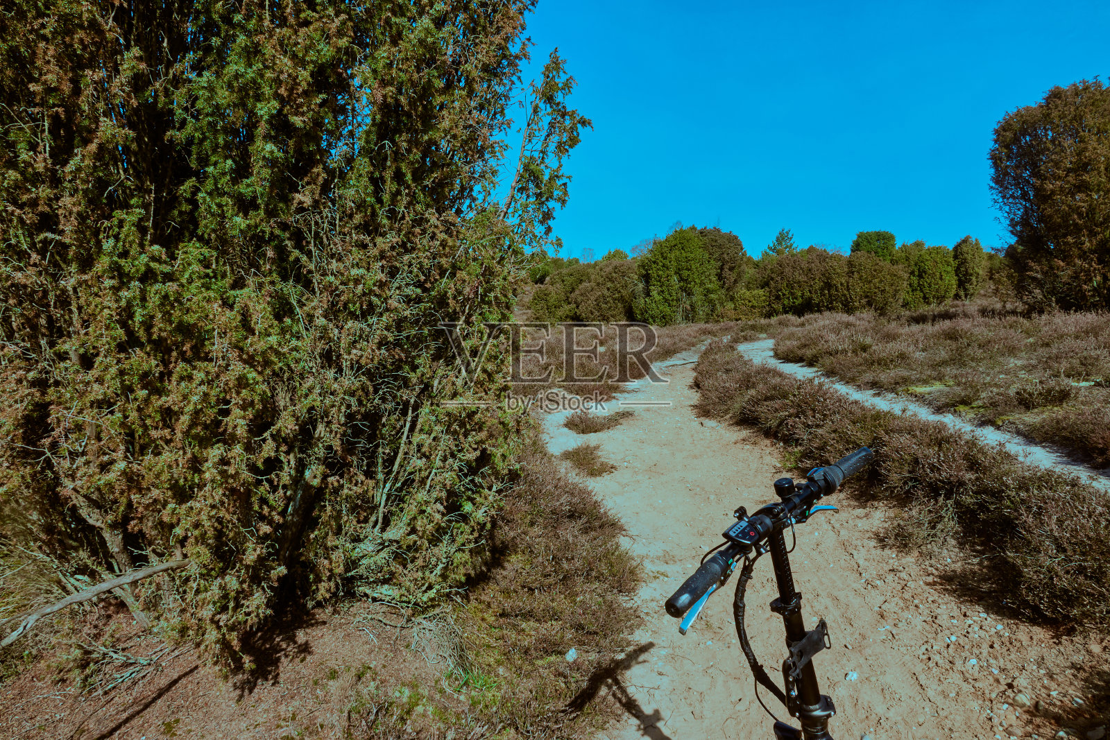 自行车把手在德国北部的杜松花丛前，自行车旅行的概念照片照片摄影图片