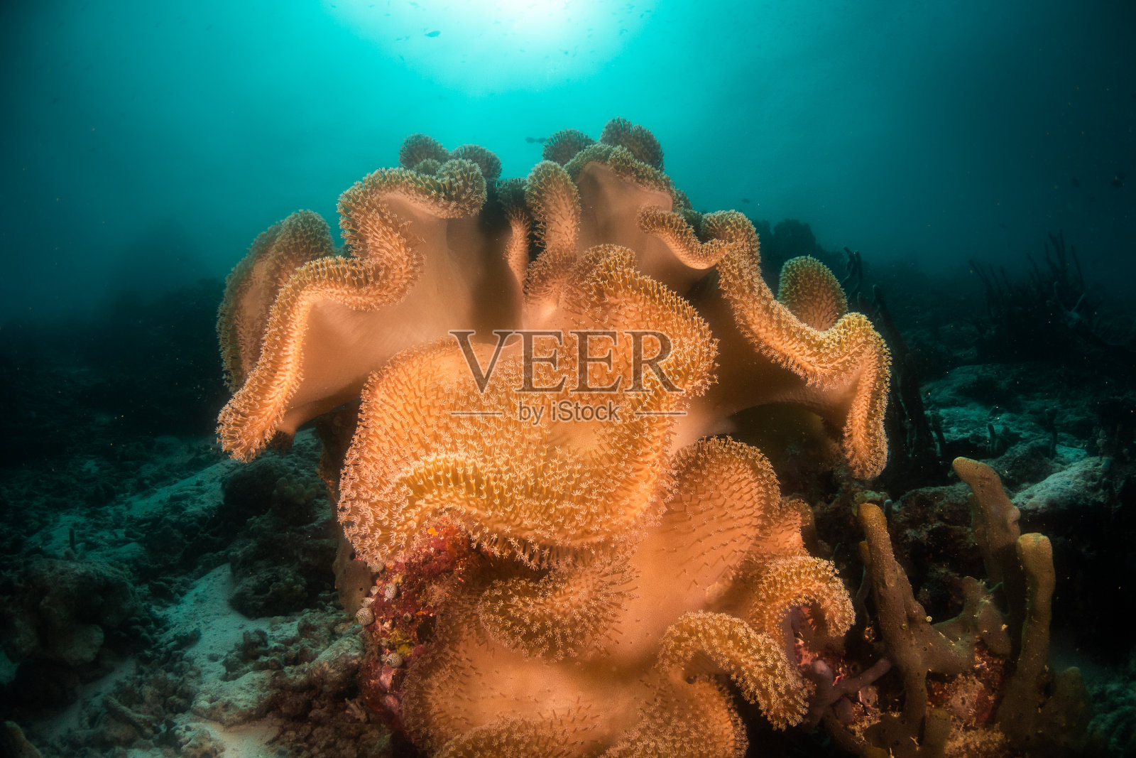 碧蓝海水中的彩色软珊瑚照片摄影图片