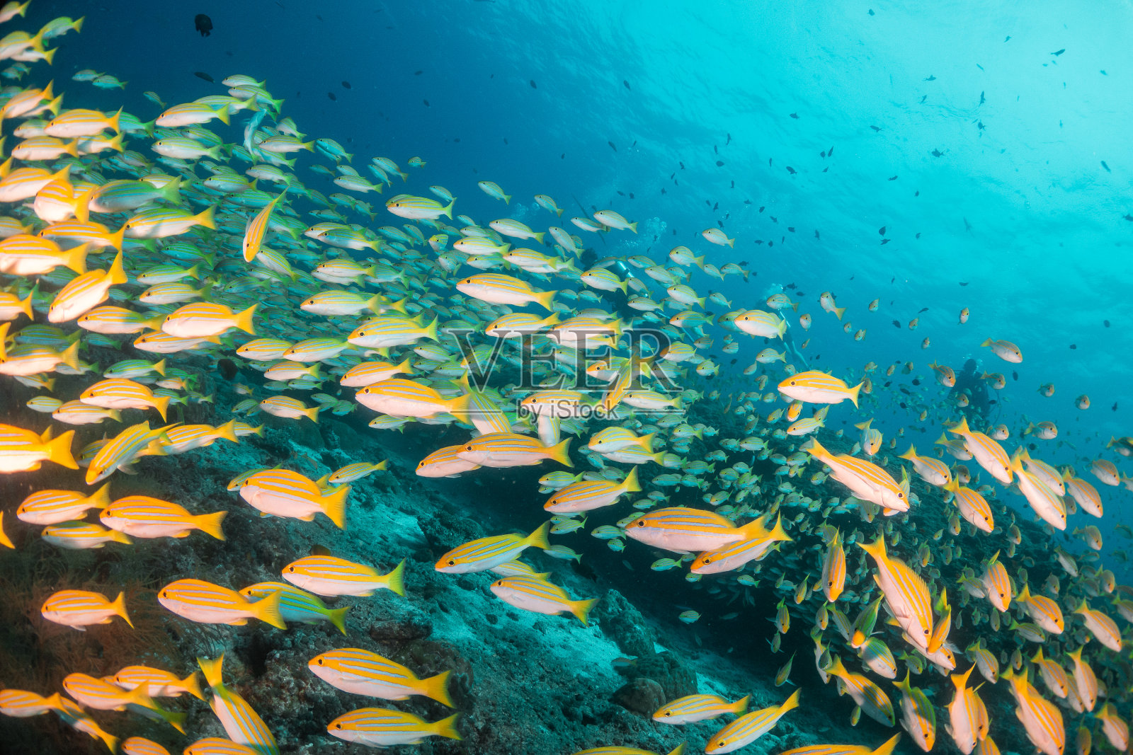 色彩斑斓的热带鱼在珊瑚礁间游弋照片摄影图片