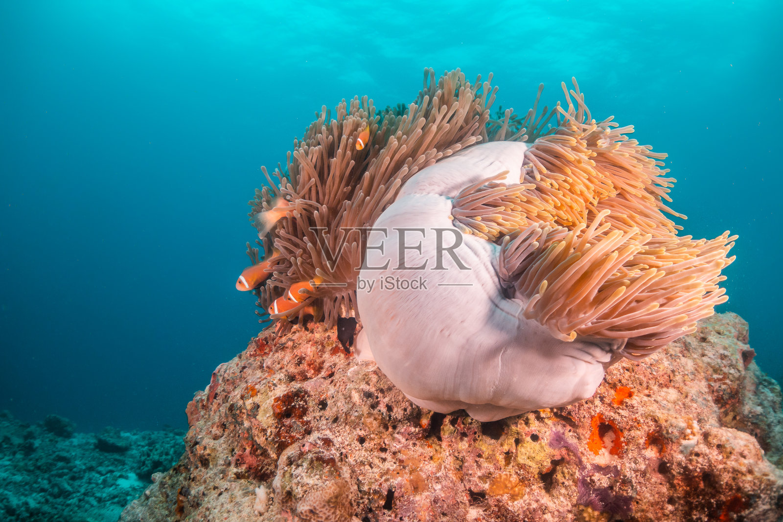 五彩缤纷的珊瑚礁和小丑海葵鱼的景象照片摄影图片