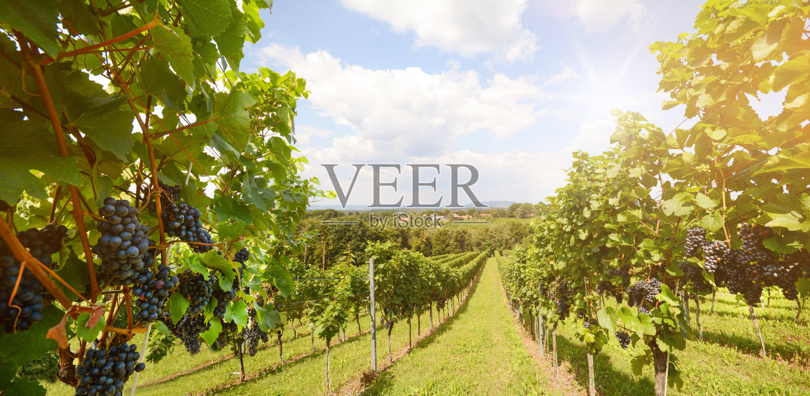 葡萄园与葡萄为葡萄酒生产附近的葡萄酒庄沿styrian葡萄酒路，奥地利欧洲照片摄影图片