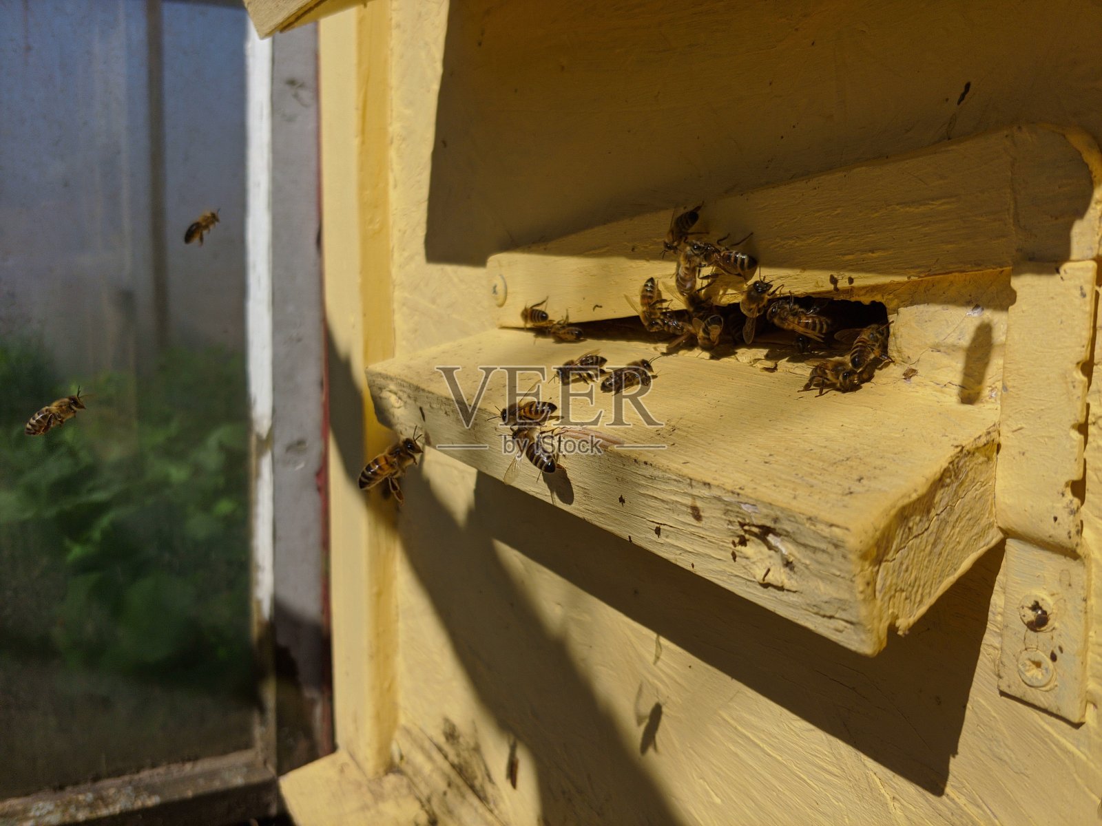 蜜蜂进入蜂巢。蜜蜂在入口的蜂房近距离上的背景蜂房。蜜蜂，蜂巢，养蜂，蜂蜜生产。居家养蜂，选择性聚焦。飞行蜜蜂的特写照片摄影图片
