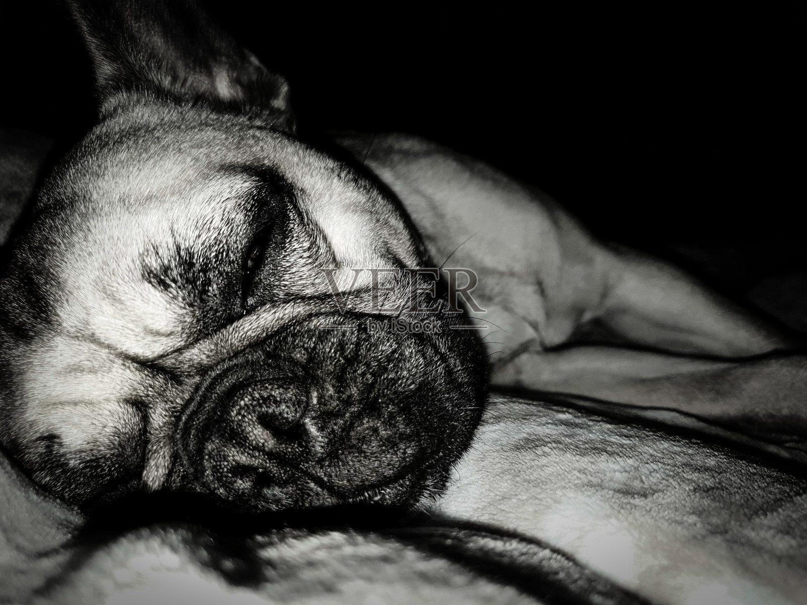我的法国斗牛犬睡在床上照片摄影图片