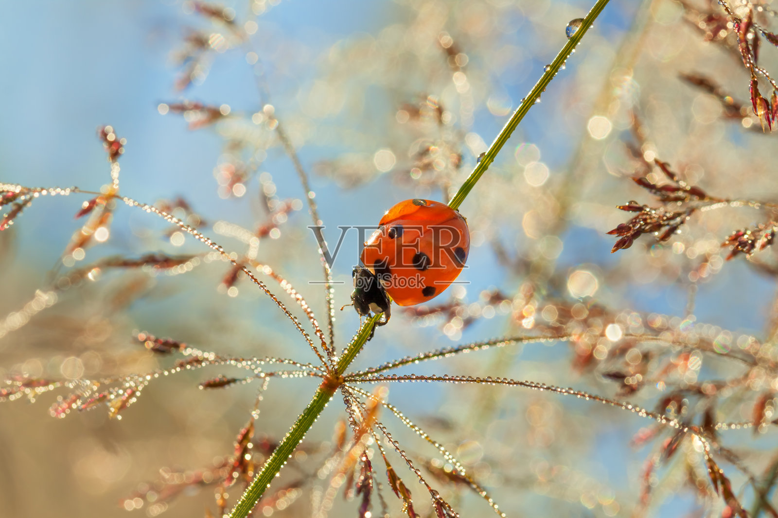 春季草地与瓢虫近距离微距照片摄影图片