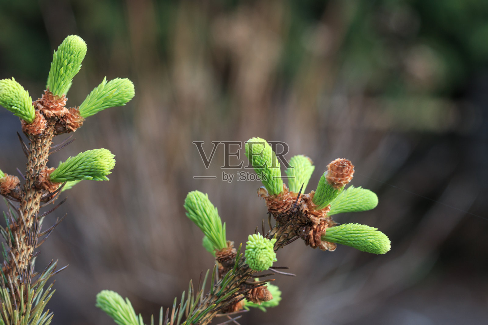 松树上的一群嫩绿的嫩芽照片摄影图片