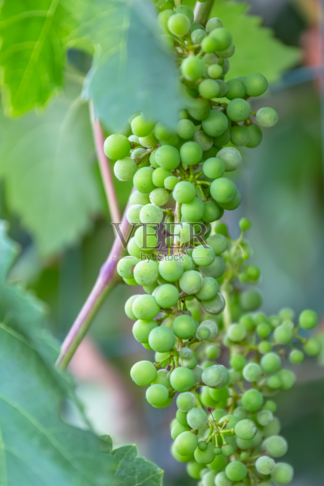 一串葡萄仍然绿色的细节，在葡萄园的农田上照片摄影图片