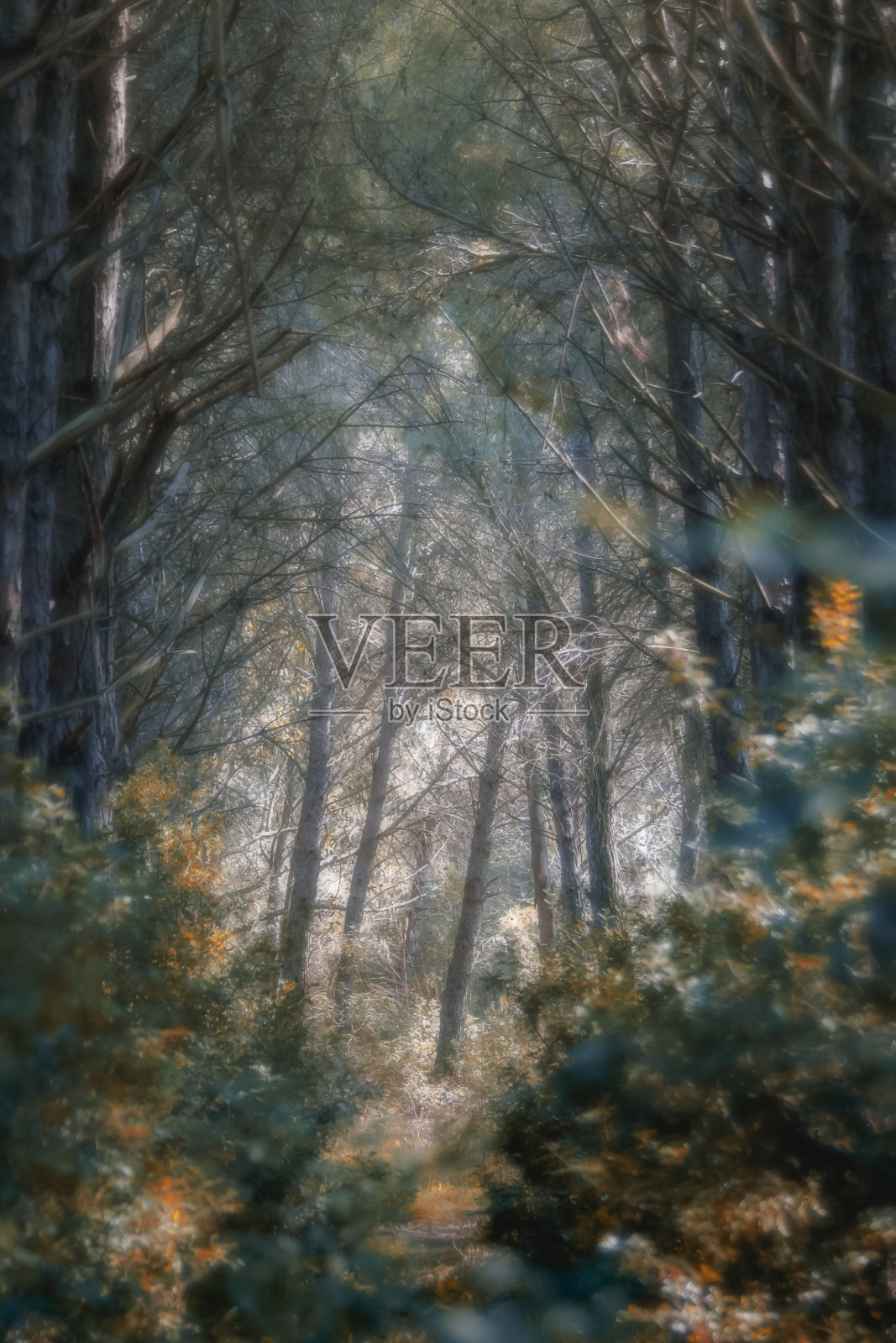森林中的空地，阳光透过树枝照耀，空气中弥漫着薄雾照片摄影图片