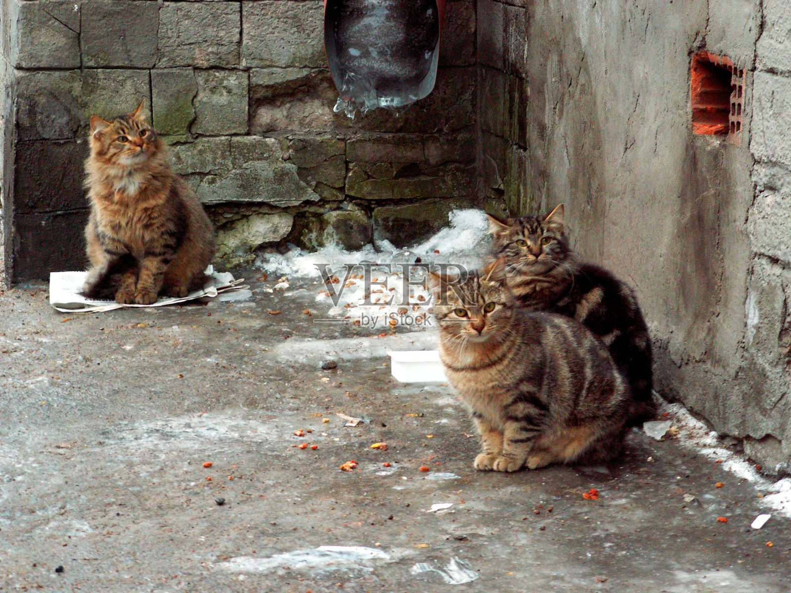 3只一模一样的猫坐在老房子前的柏油路上。一只猫正坐在一条有冰柱的排水管旁的一张纸上。两只猫挨着看摄像机照片摄影图片