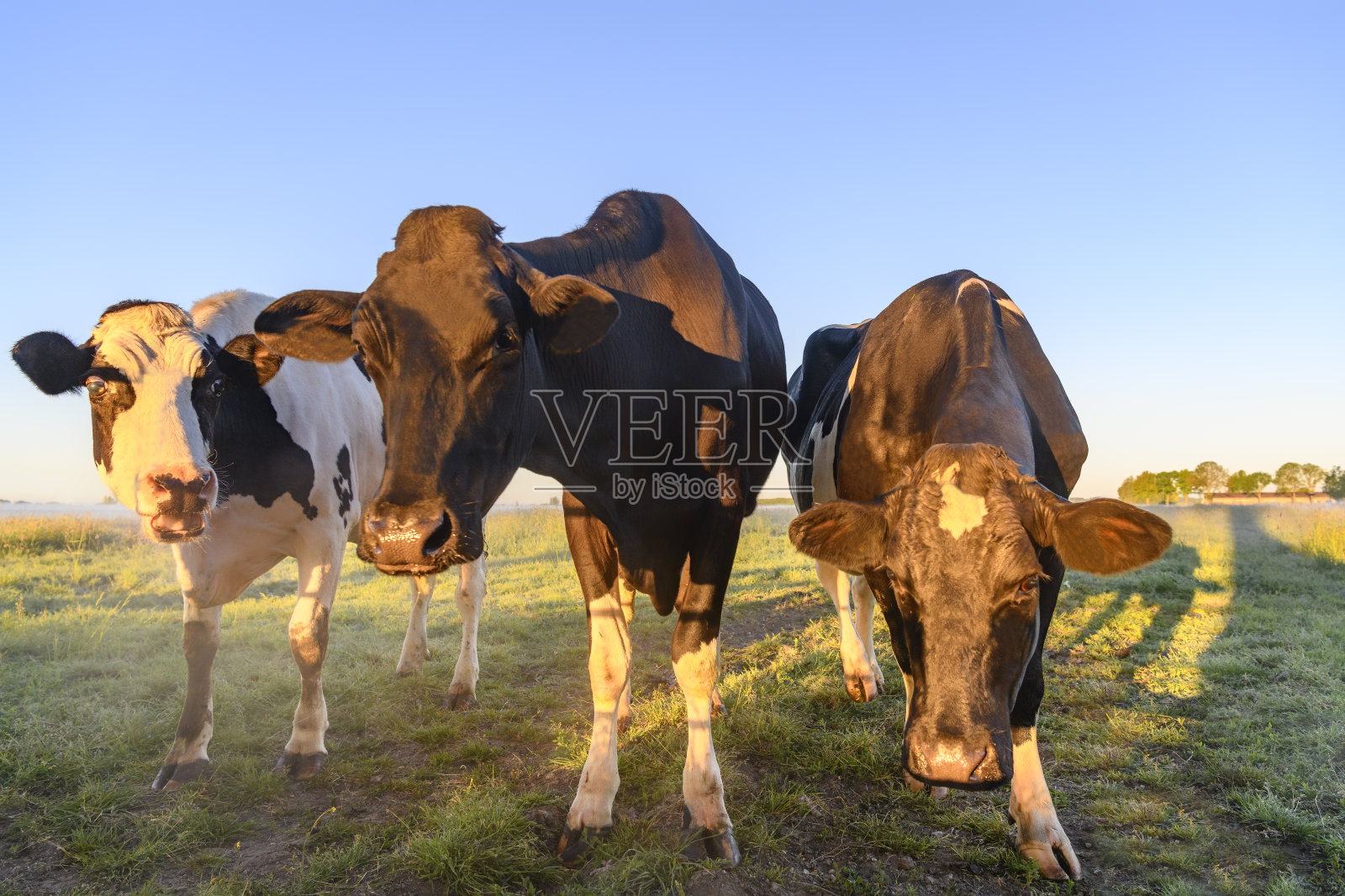 在一个美丽的春日清晨，奶牛在草地上日出照片摄影图片