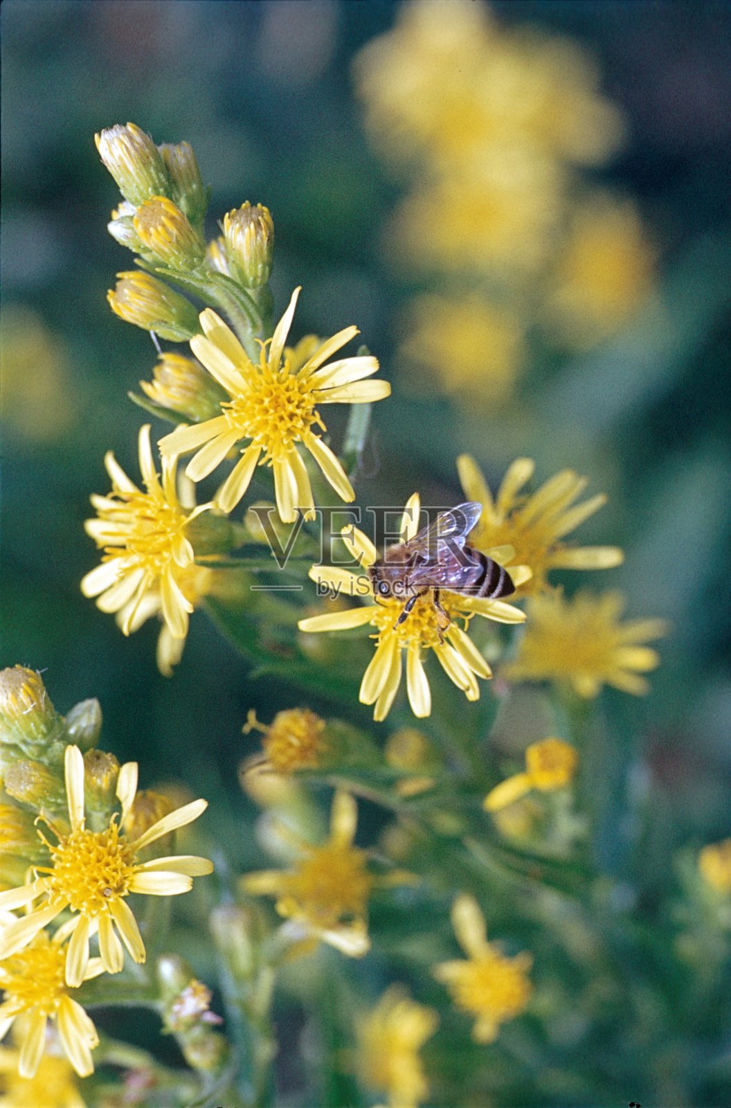 采花蜜的野蜜蜂照片摄影图片