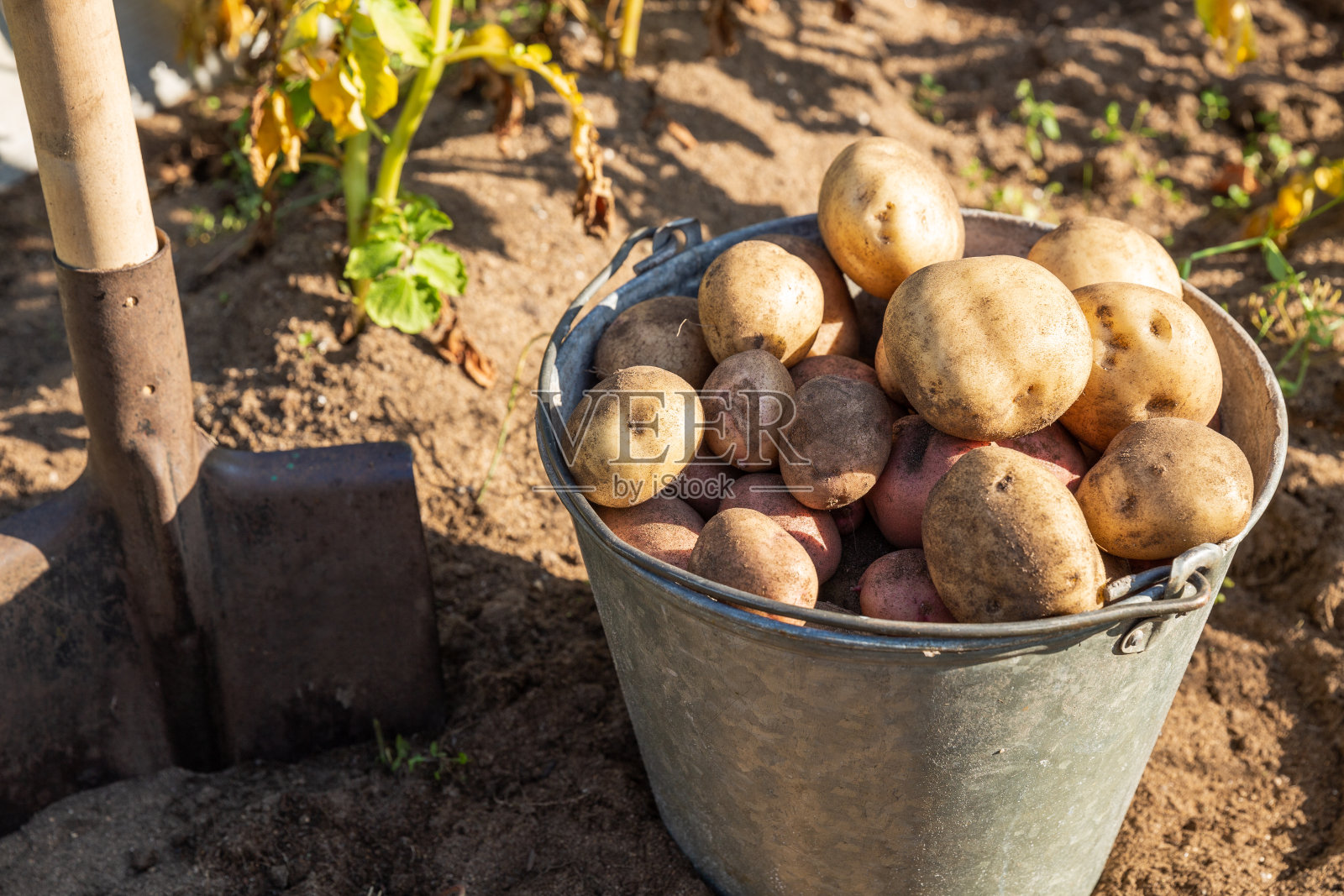 新鲜挖好的土豆放在桶里照片摄影图片